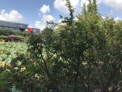 -嘉定紫藤园