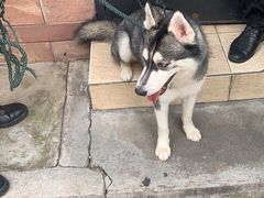 -more than meow吴止猫主题餐厅(承德 中船汇店)