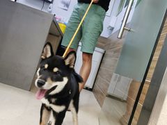 -爱侣宠医·鹦鹉专科·小型哺乳类·异宠专科(灵石路店)