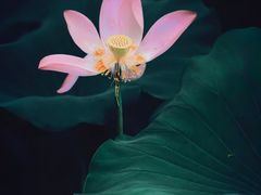 -莫愁湖公园