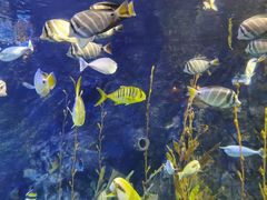 -太平洋海底世界