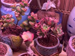 -花鸟鱼虫鲜花绿植市场(玉泉路店)