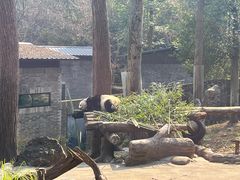 -都江堰中华大熊猫苑