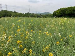 -八卦田遗址公园