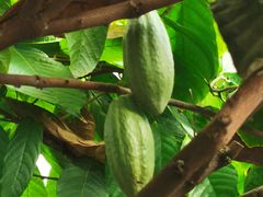 -歌斐颂巧克力小镇