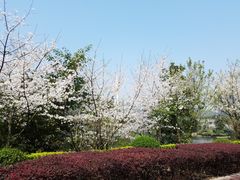 -两江幸福广场