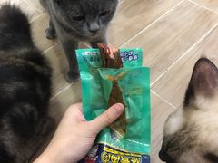 -李小姐の猫咖啡馆(五角场店)
