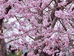 -桃花堤公园