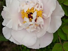 -莲池书院博物馆