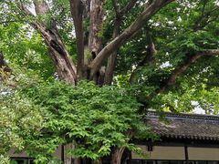-苏州文庙(姑苏区)