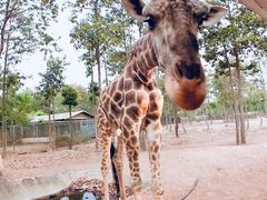 -清迈夜间动物园