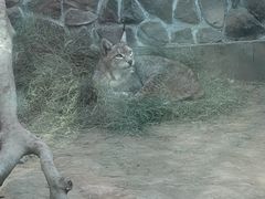 -青藏高原野生动物园