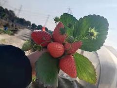 -喜杨洋草莓采摘园