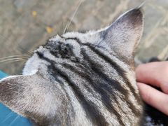 -喵屿·大理花园猫咖