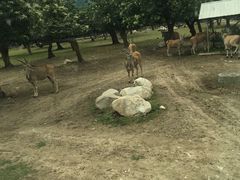 -西安秦岭野生动物园