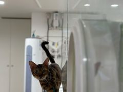 -楼上猫咖(罗湖店)