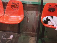 -猫咪博物馆(顶澳仔猫街店)