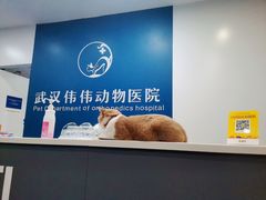 -伟伟宠物医院·CT影像中心·瑞派犬猫综合性门诊(汉口总院)