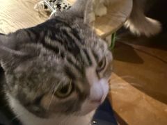 -猫猫幼稚园·撸猫·桌游·电玩