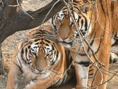 -石家庄市动物园