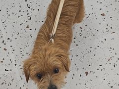 -瑞派康怡24h宠物医院·犬猫医疗中心·微创绝育(瑞景分院)