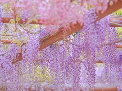 -嘉定紫藤园