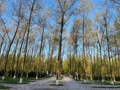 -黄海国家森林公园