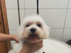 -帕帕拉兹宠物(亚洲旗舰店)