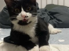 -中农大我爱我爱动物医院·核磁CT·猫病·24小时夜诊中心(石佛营店)