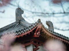 -武汉大学-樱园