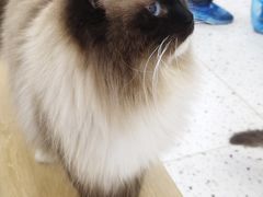 -猫域·湾主题猫咖·宠物吧(南坪城市广场店)