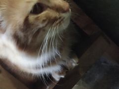 -猫猫幼稚园·撸猫·桌游·电玩
