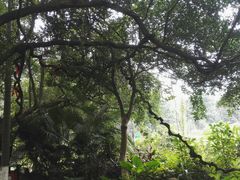 -广西壮族自治区药用植物园