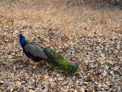 -北京麋鹿生态实验中心