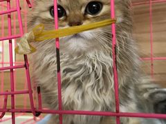 -联合动物医院(光谷诊疗中心)