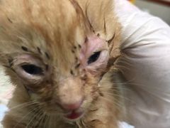 -艾贝尔宠物诊疗