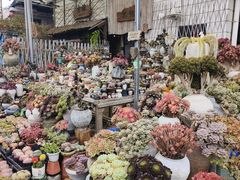 -桂林市花鸟市场