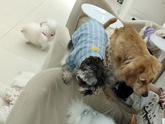 -怪兽屋·羊驼·猫咖·狗咖(俊华广场店)