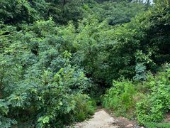 -燕窝岭