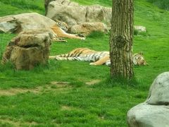 -北京野生动物园