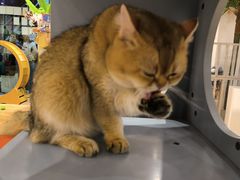 -有喵·猫咖·狗咖·30几只猫10只小狗(岗厦店)