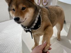 -柴务处·柴犬主题狗咖