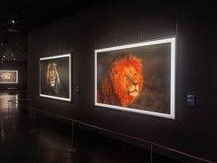 -罗红摄影艺术馆