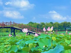 -白洋淀景区