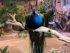 -正佳雨林生态植物园