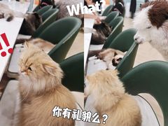 -安格丽娜·狗咖·猫咖羊驼咖(春熙路百盛商场店)