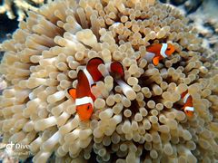 -马达京岛