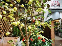 -双季花艺园艺市场(浦东店)