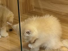 -猫十亿·布偶金渐层·曼基康矮脚猫舍(青年路店)