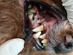 -北京观赏动物医院·24小时大型综合·猫专科·异宠专科